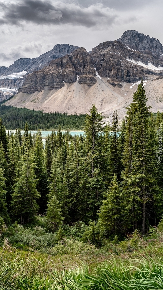 Drzewa na tle gór w Parku Narodowym Banff