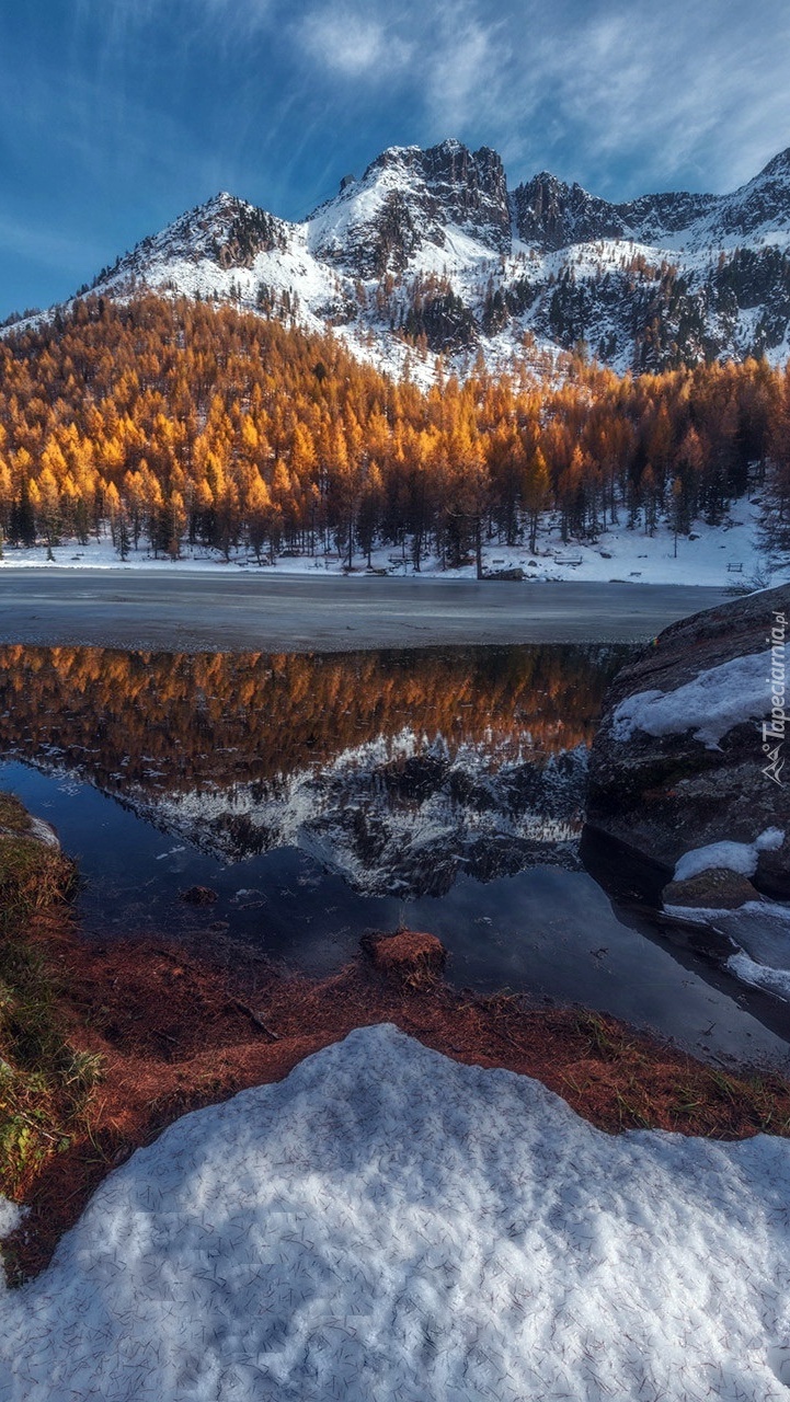 Drzewa na tle ośnieżonych gór