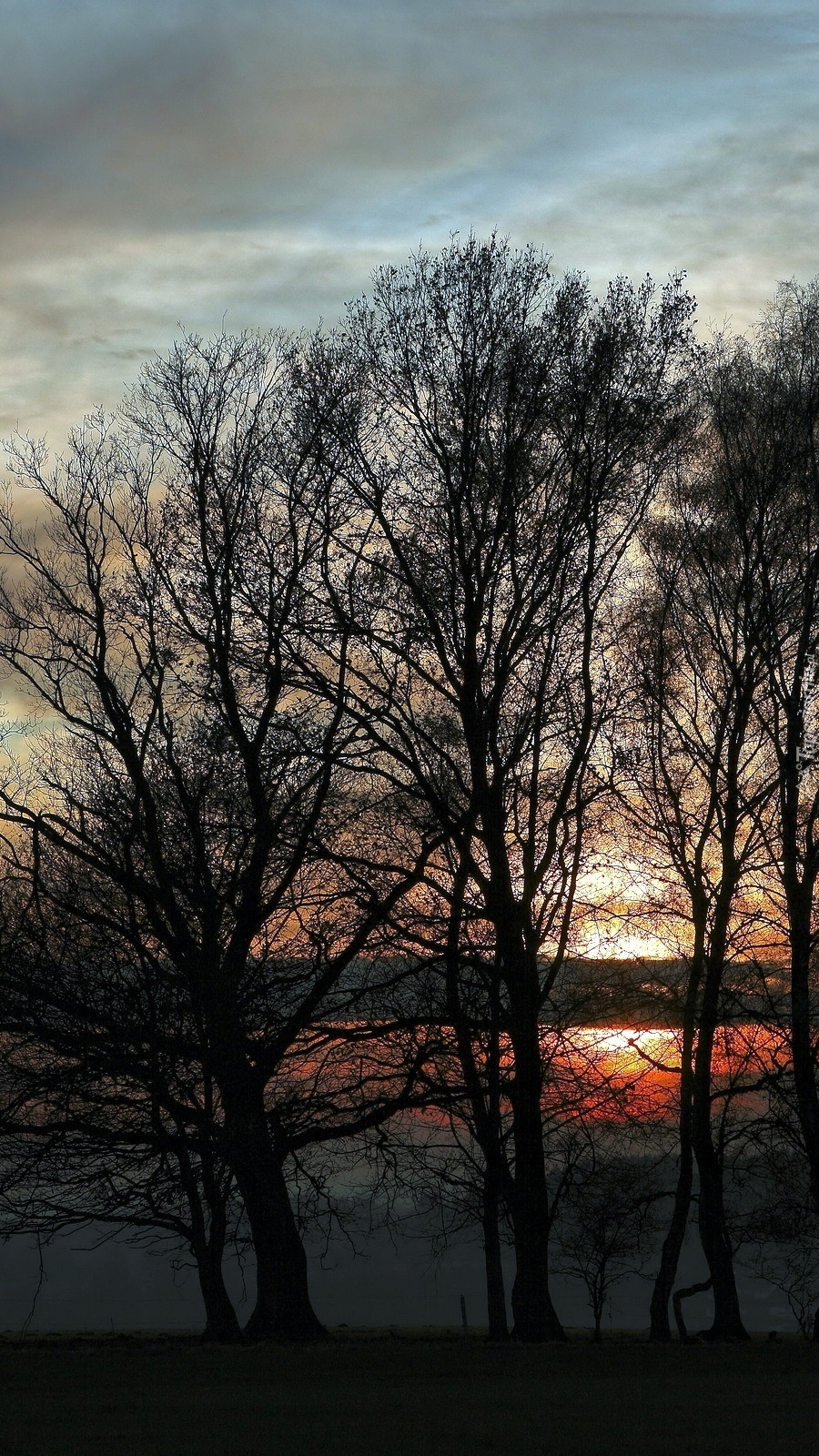 Drzewa na tle zachodzącego słońca
