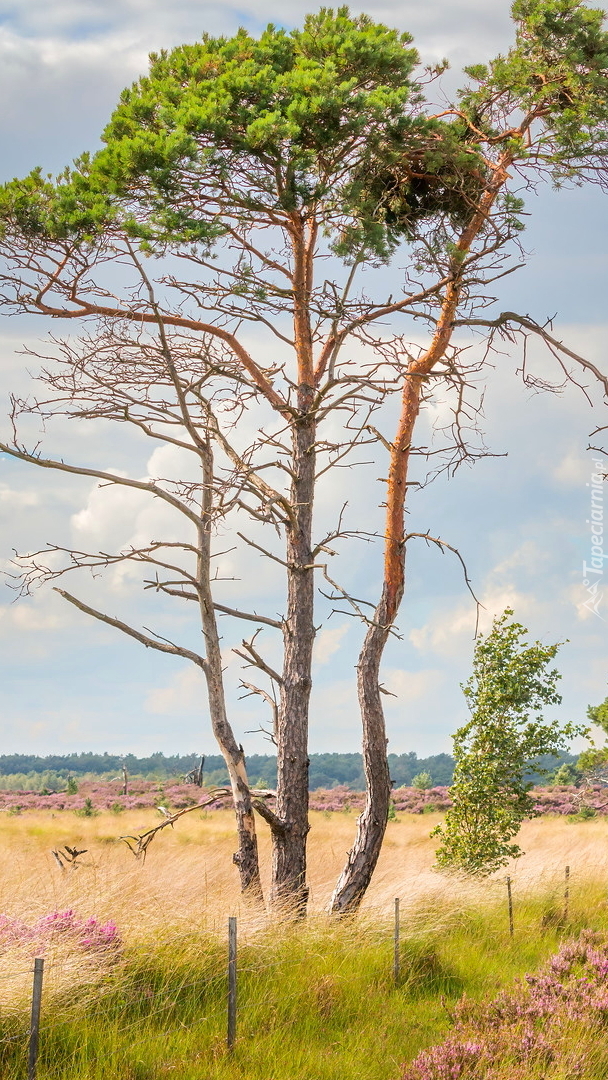 Drzewa na wrzosowisku Kalmthout Heath