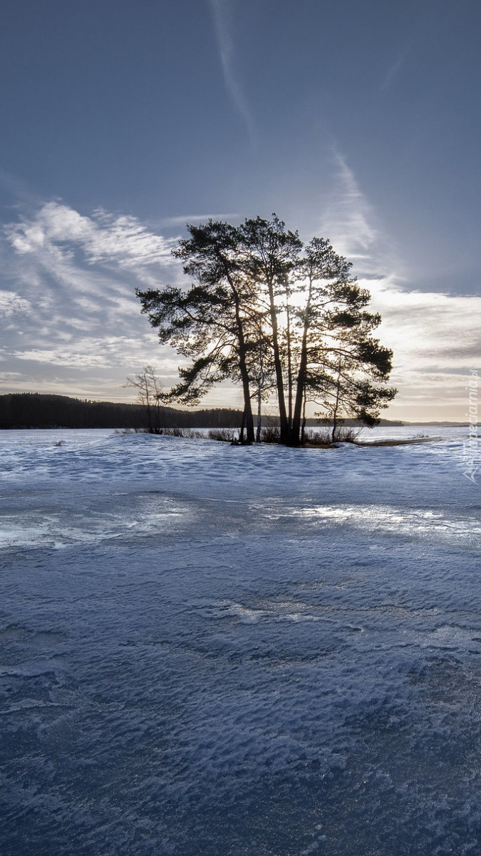 Drzewa na wysepce na pokrytym lodem jeziorze
