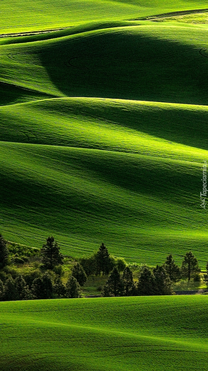 Drzewa na wzgórzach Palouse