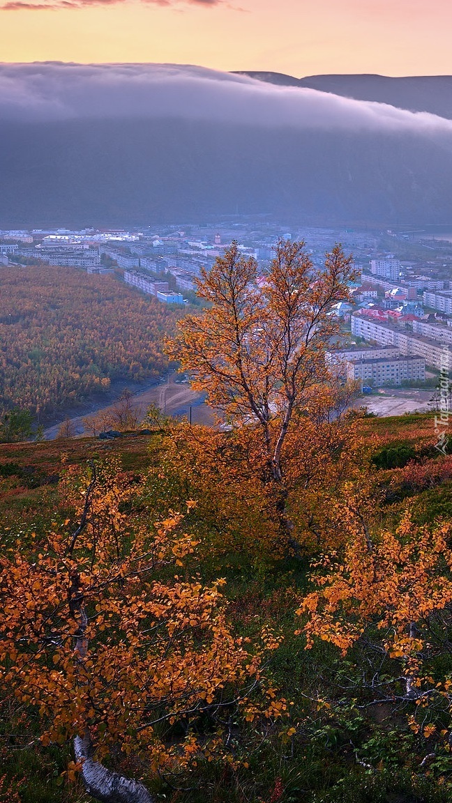 Drzewa na wzgórzu nad miastem