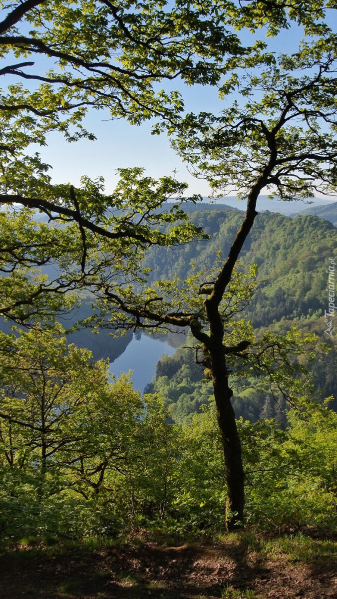 Drzewa na wzgórzu nad rzeką