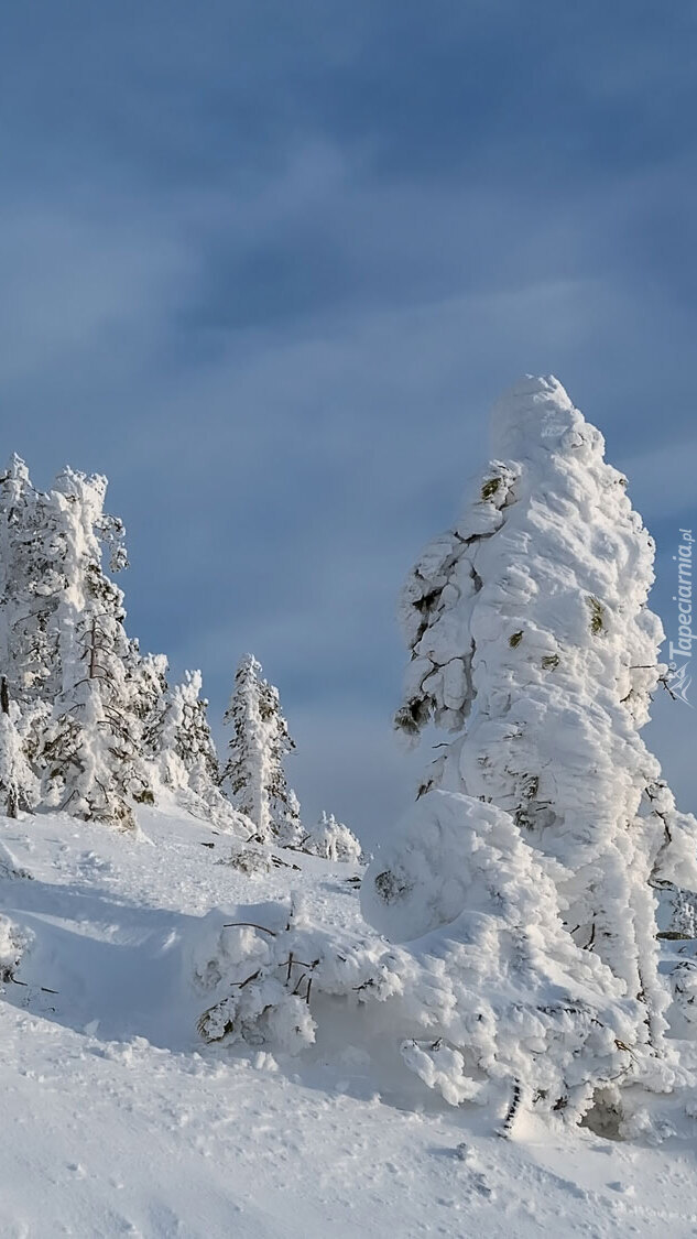 Drzewa na wzgórzu pokryte śniegiem