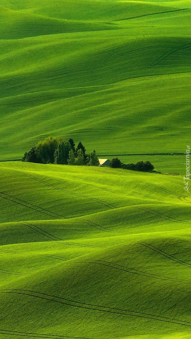 Drzewa na zielonych wzgórzach Palouse