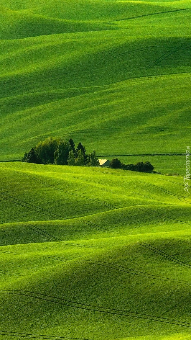 Drzewa na zielonych wzgórzach Palouse