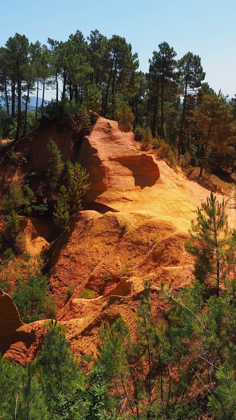 Drzewa na złożach ochry w Roussillon