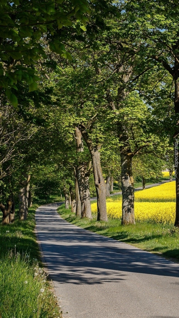 Drzewa nad drogą