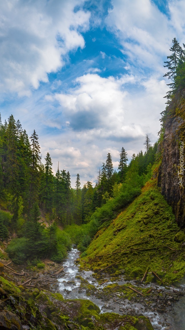 Drzewa nad górską rzeką