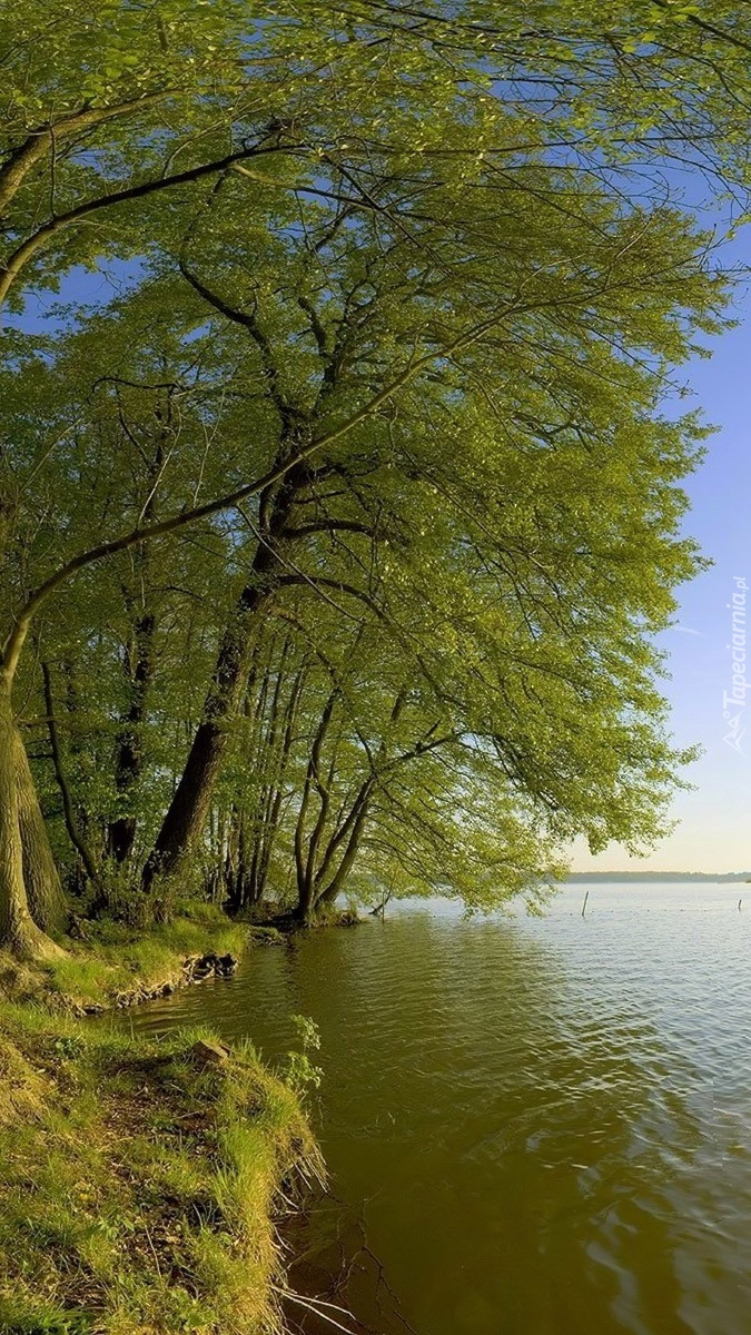 Drzewa nad jeziorem