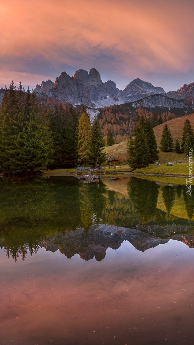 Drzewa nad jeziorem Almsee w Alpach