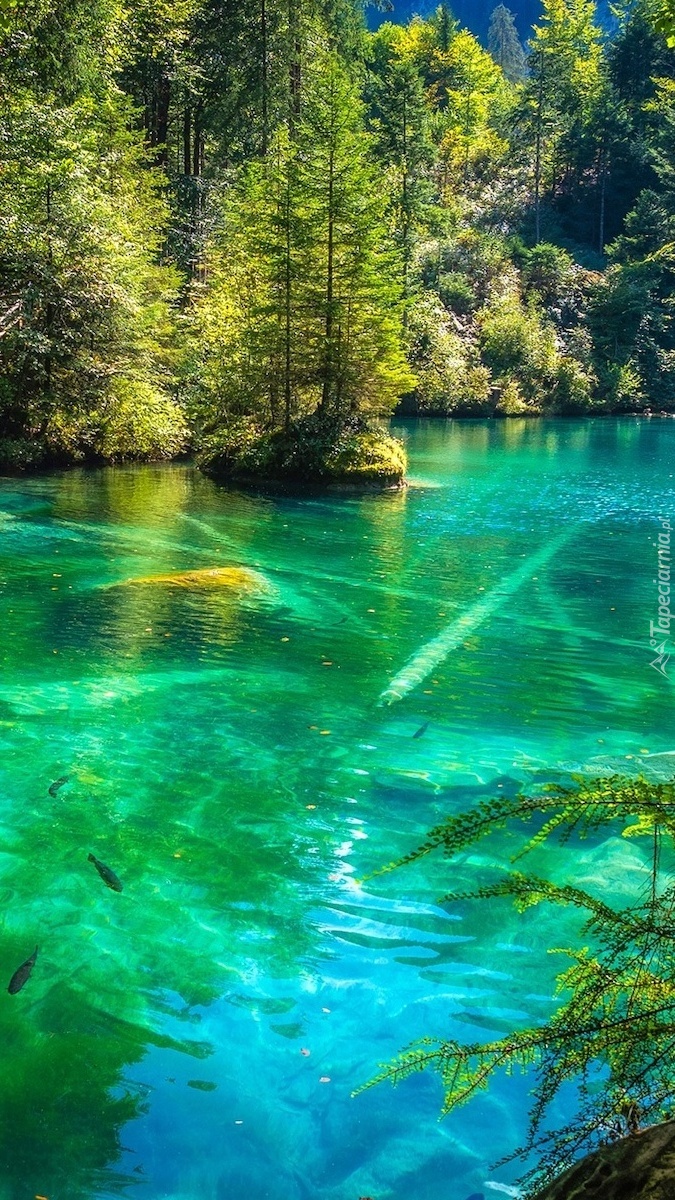 Drzewa nad jeziorem Blausee