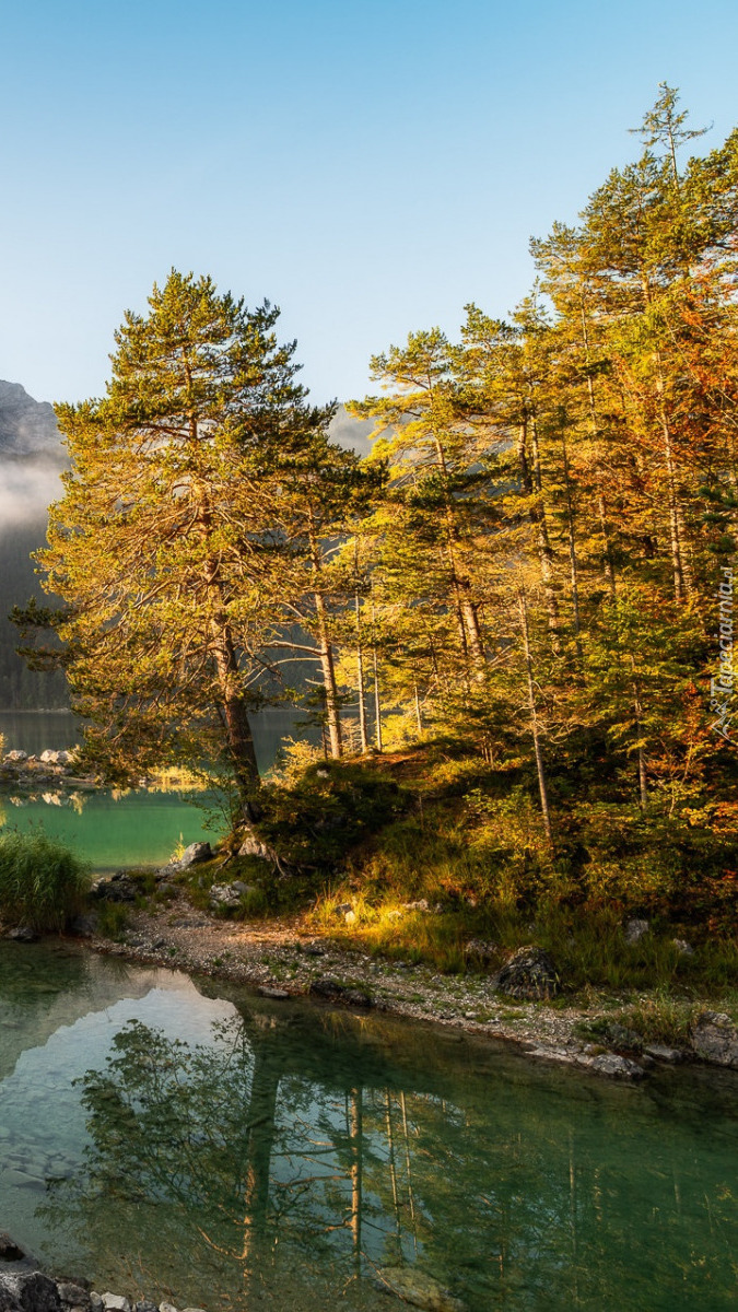 Drzewa nad jeziorem Eibsee