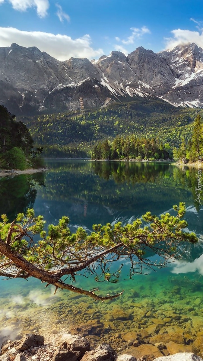 Drzewa nad jeziorem Eibsee w górach Bawarskich