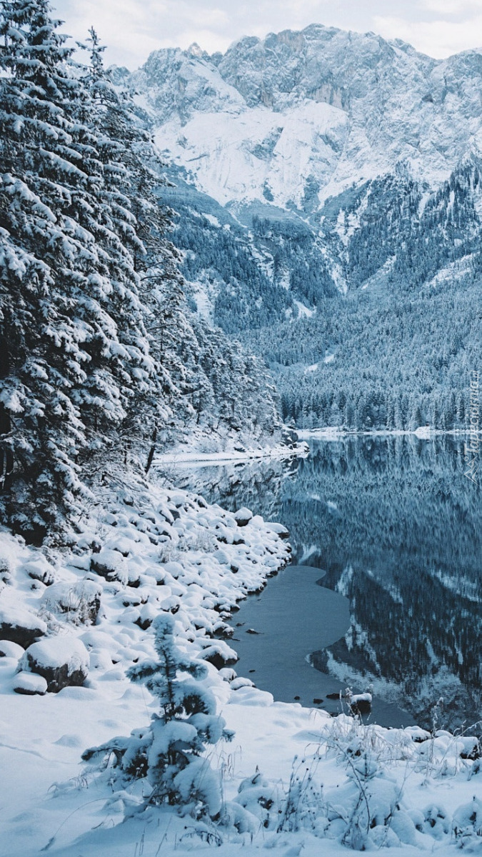 Drzewa nad jeziorem Eibsee w Niemczech