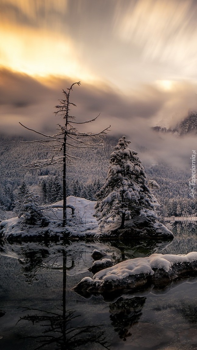 Drzewa nad jeziorem Hintersee