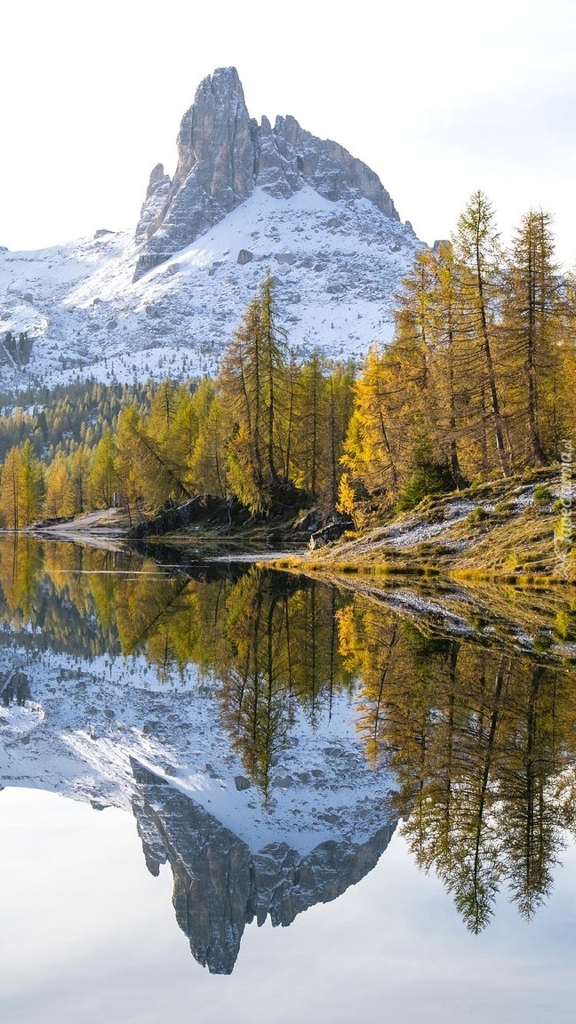 Drzewa nad jeziorem Lago Federa