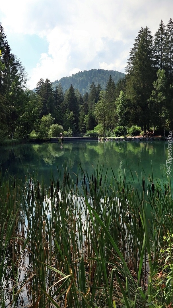 Drzewa nad jeziorem Lago Welsperg