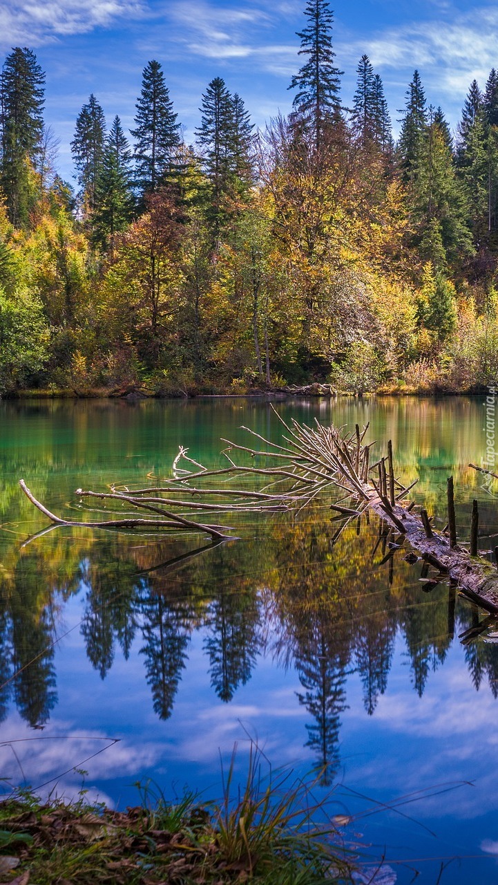 Drzewa nad jeziorem Lake Cresta