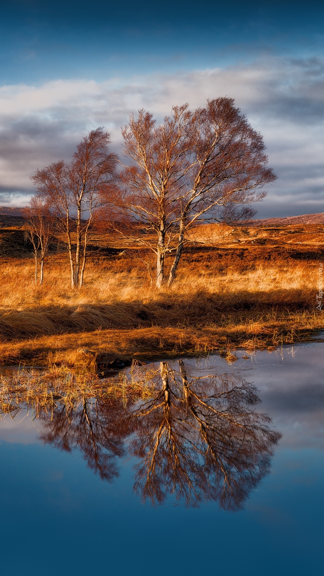 Drzewa nad jeziorem Loch Bà