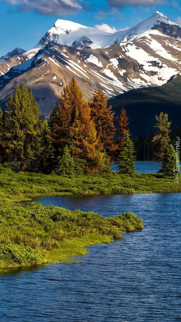 Drzewa nad jeziorem Maligne Lake