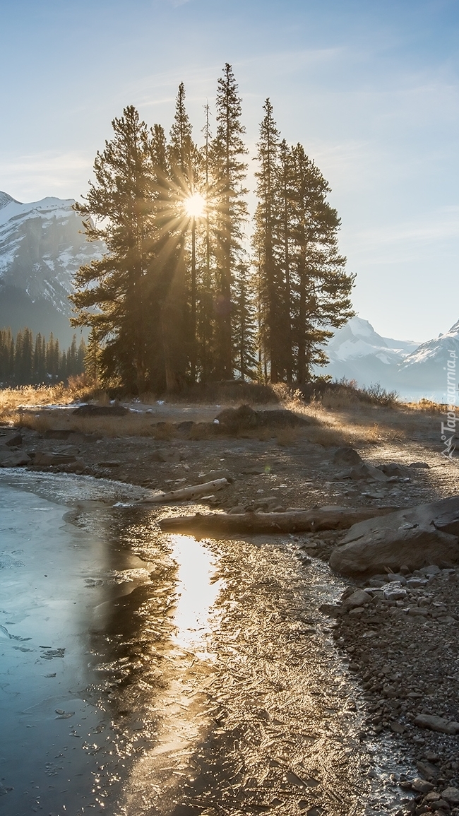 Drzewa nad jeziorem Maligne