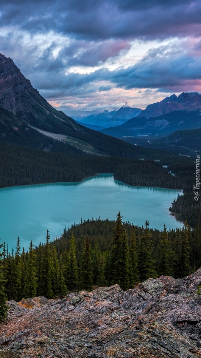 Drzewa nad jeziorem Peyto Lake