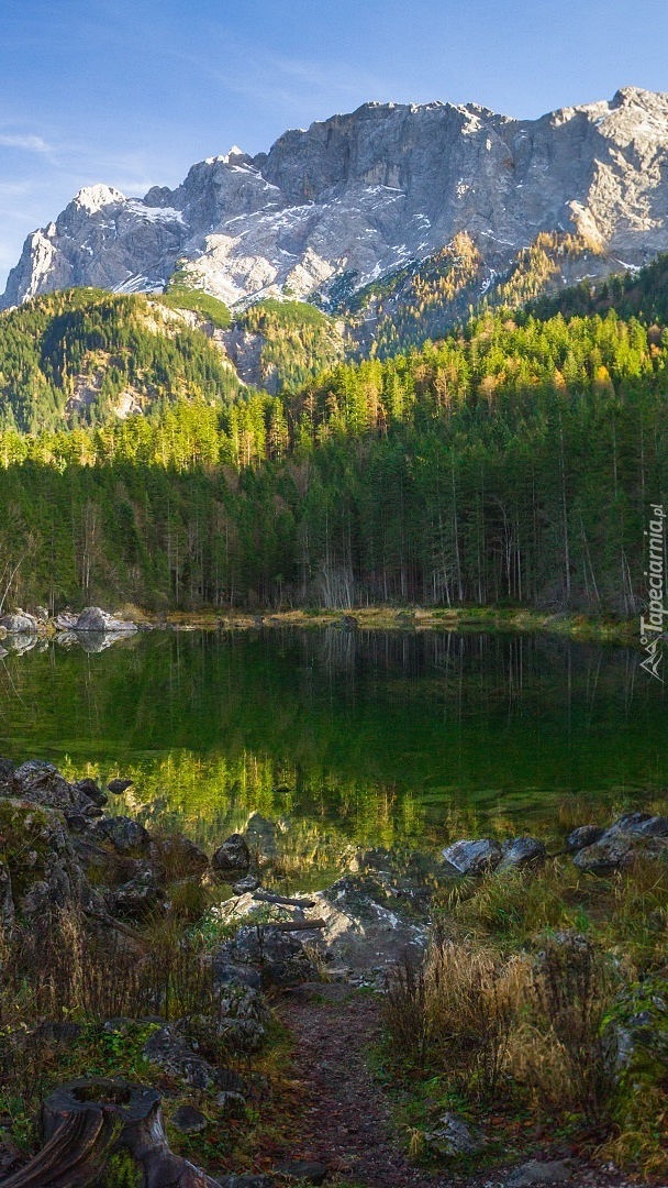 Drzewa nad jeziorem u podnóża gór