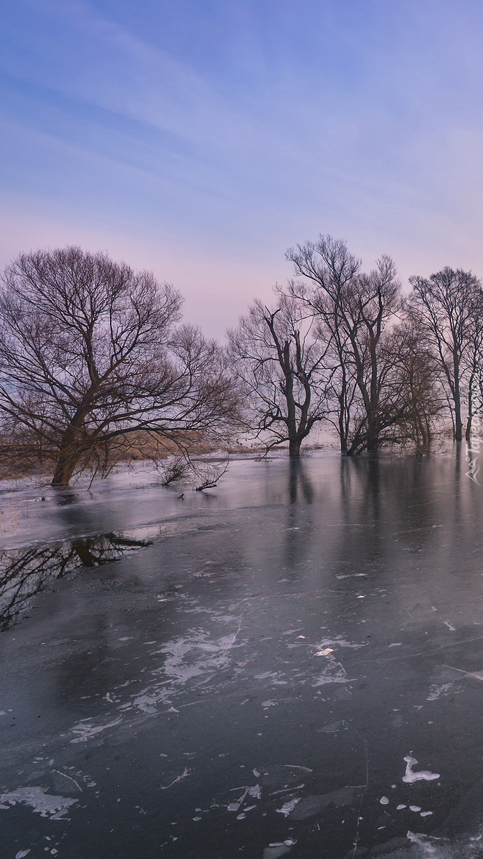 Drzewa nad oblodzoną rzeką