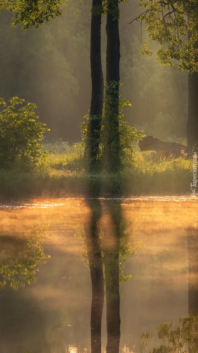 Drzewa nad rozświetloną rzeką