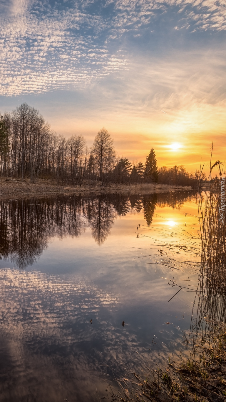 Drzewa nad rzeką