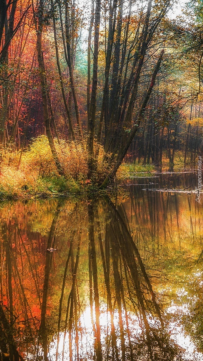 Drzewa nad rzeką