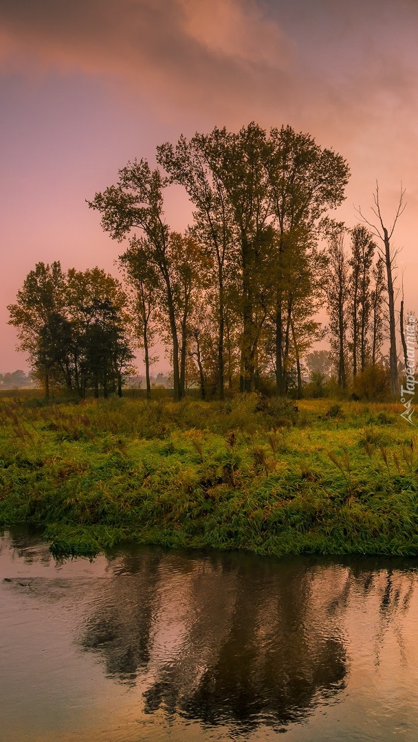 Drzewa nad rzeką