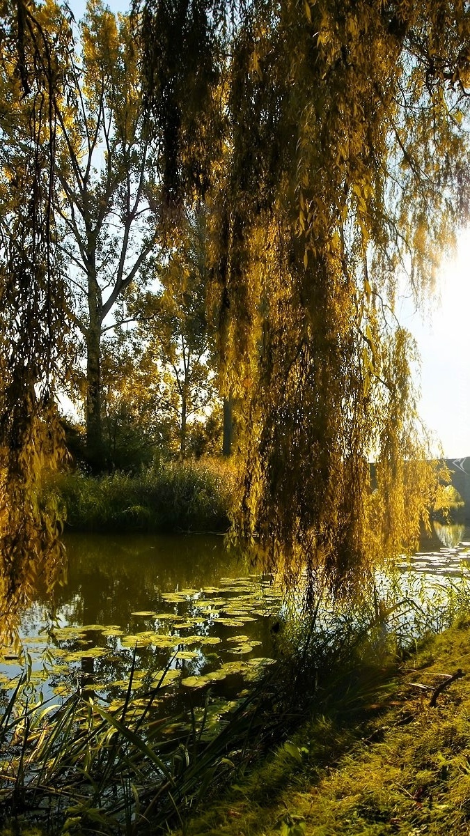 Drzewa nad rzeką