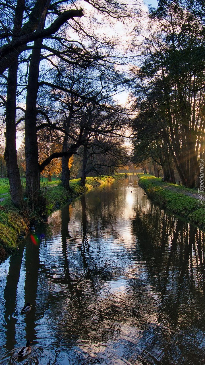 Drzewa nad rzeką