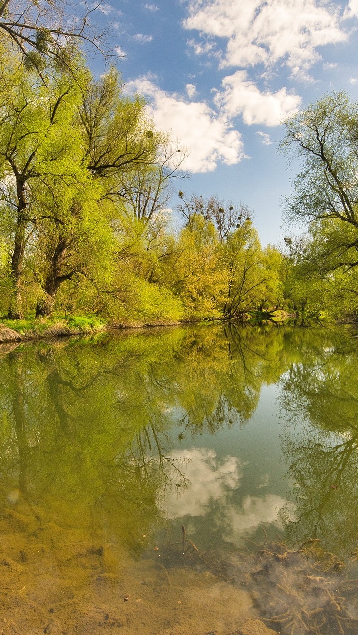 Drzewa nad rzeką