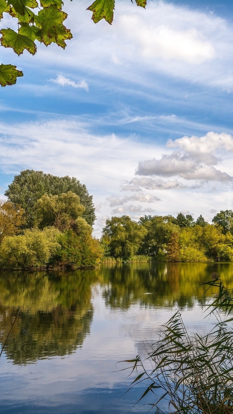 Drzewa nad rzeką