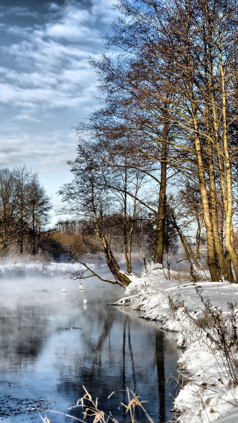 Drzewa nad rzeką