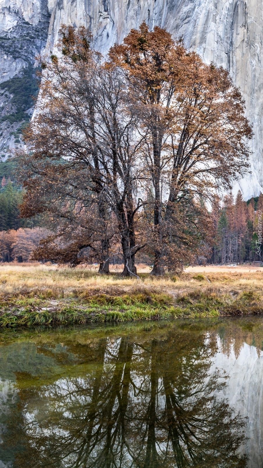 Drzewa nad rzeką