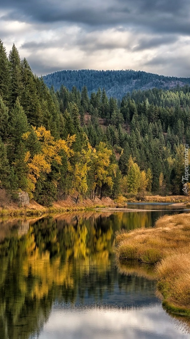 Drzewa nad rzeką Coeur dAlene River