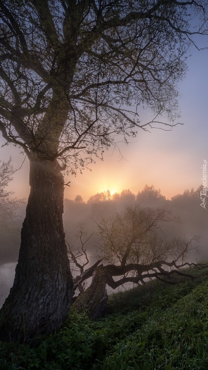 Drzewa nad rzeką Istra