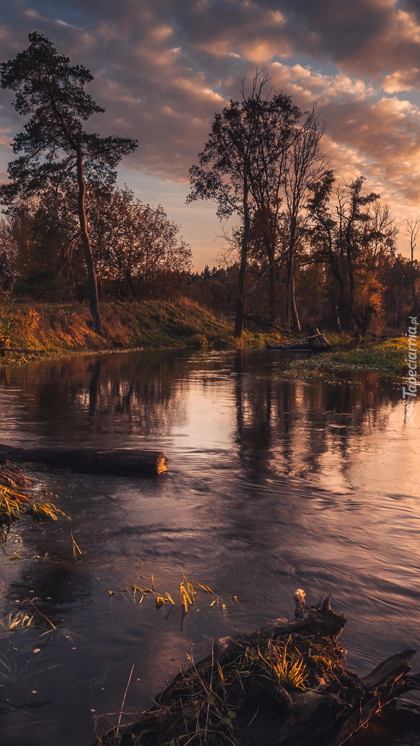 Drzewa nad rzeką Jeziorka