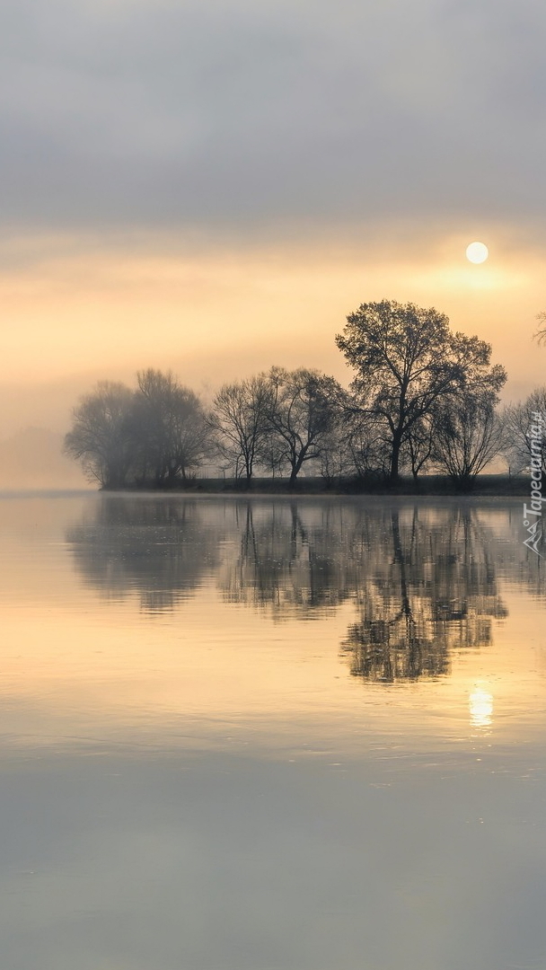 Drzewa nad rzeką Mozela