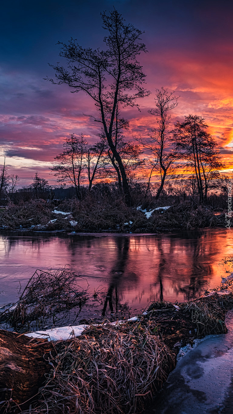 Drzewa nad rzeką Mroga