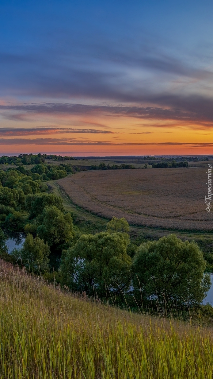 Drzewa nad rzeką okalającą pola