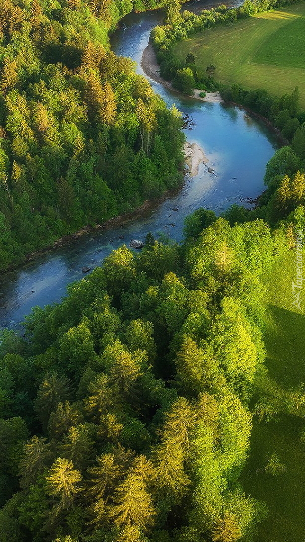 Drzewa nad rzeką Sava