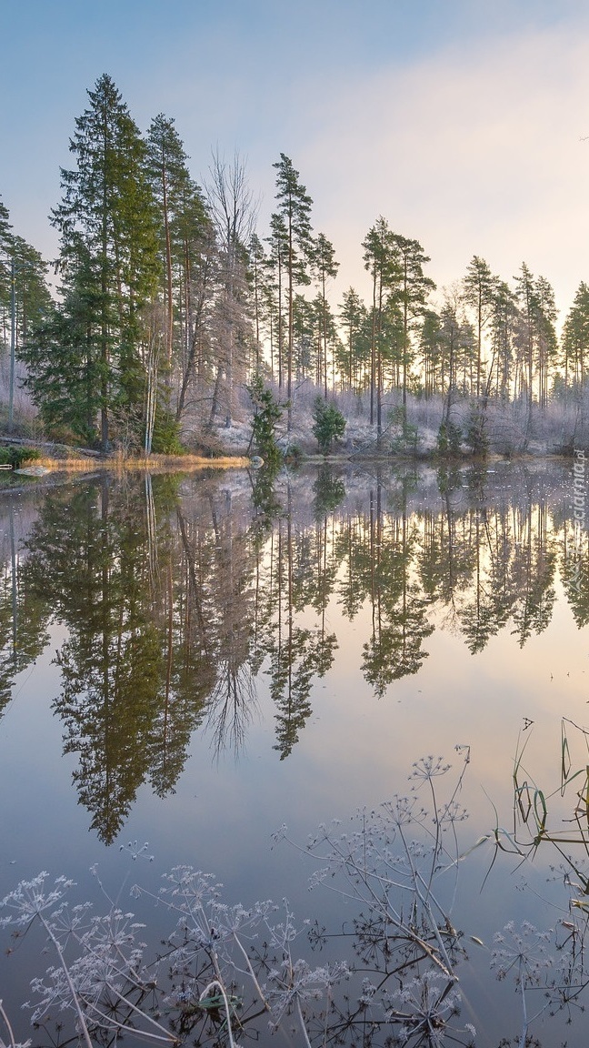 Drzewa nad rzeką Virojoki