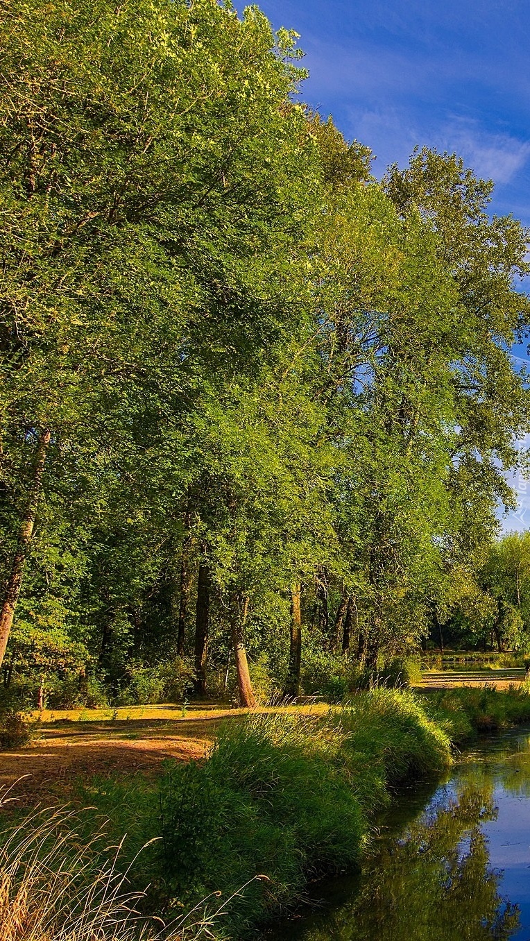 Drzewa nad rzeką w parku
