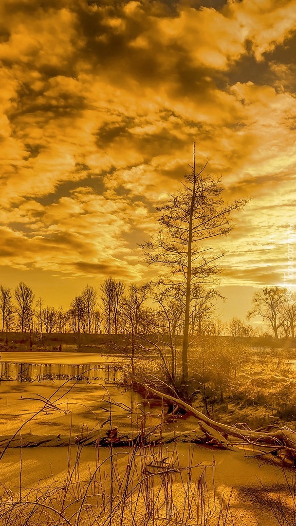 Drzewa nad rzeką w promieniach wschodzącego słońca